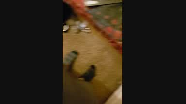 brenin 'bralbe' live Chaturbate webcam gallery thumbnail