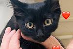 My kitty ♥Salem♥