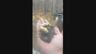 Wisco Woman at Chaturbate I ve changed my mind on the moonlanding  