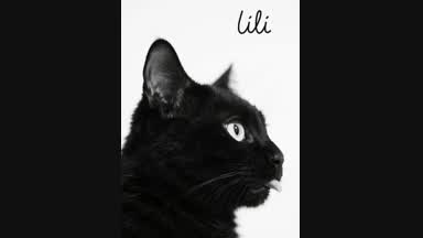 lily