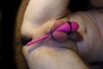 Toy Torture