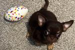 My favorite puppy
