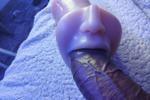 math d — COCK TOY PLAY