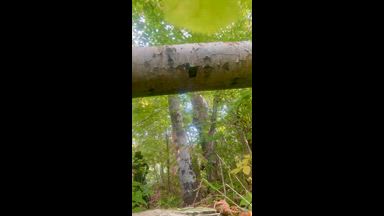 Woods and cock