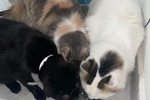 My cats xd