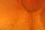 cock shots