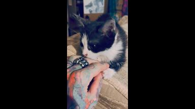 Meow