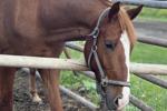 horses!