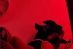 Photos in red