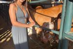 feeding the livestock