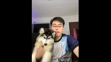 my dog nika