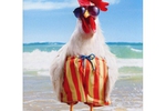 My Cock !