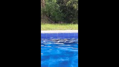 I love to swin