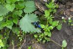 Blue Bee