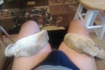 randy โ socks
