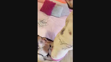 Horny day - nice little blowjob