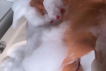 🫧Soapy🫧