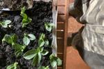 Exciting & Explosive Gardening