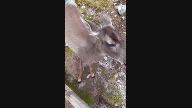 i look sweet deer