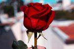 GIVE ME A ROSE
