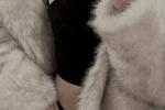 Velvet Dreams