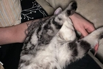 Falling asleep with pussy after a hard day's work