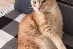 My cat
