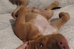 My Dog