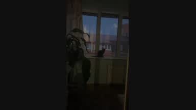 my cat