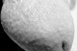 more cock