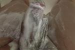 sexxxy cock live Chaturbate webcam gallery thumbnail
