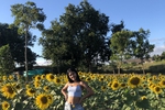 sunflowers 🌻