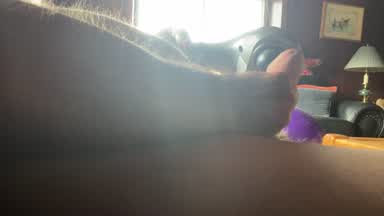 Vibrator Cum