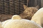 my ♥ cats