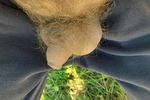 marko โ soft dick