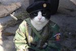 my cat
