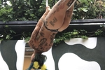 flying