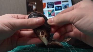 🐚ASMR SHELFS🐚