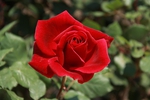 you can buy flowers for me =*