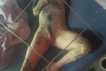 ich