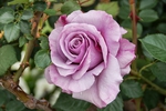 BUY ME THIS ROSE
