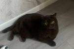 My favorite cat Flocky