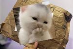 Gifts full of love