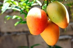 mango for Brii
