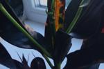 Green Update!