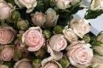 Flowers for.. 💌