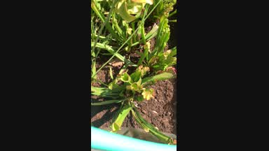 Carnivorous plant eating