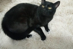 My little panther