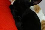 My cats