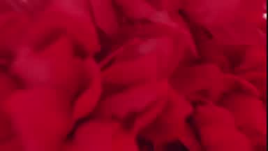 Happy Valentine Day